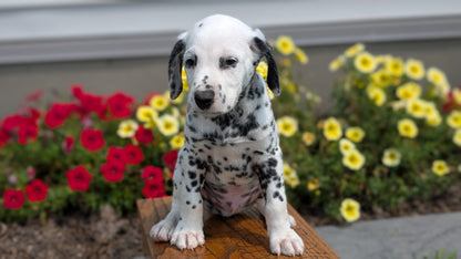 DALMATIAN (JUN 29) MALES