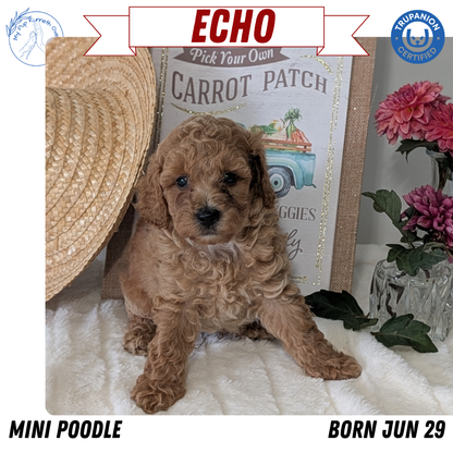 MINI POODLE (06/29) MALE
