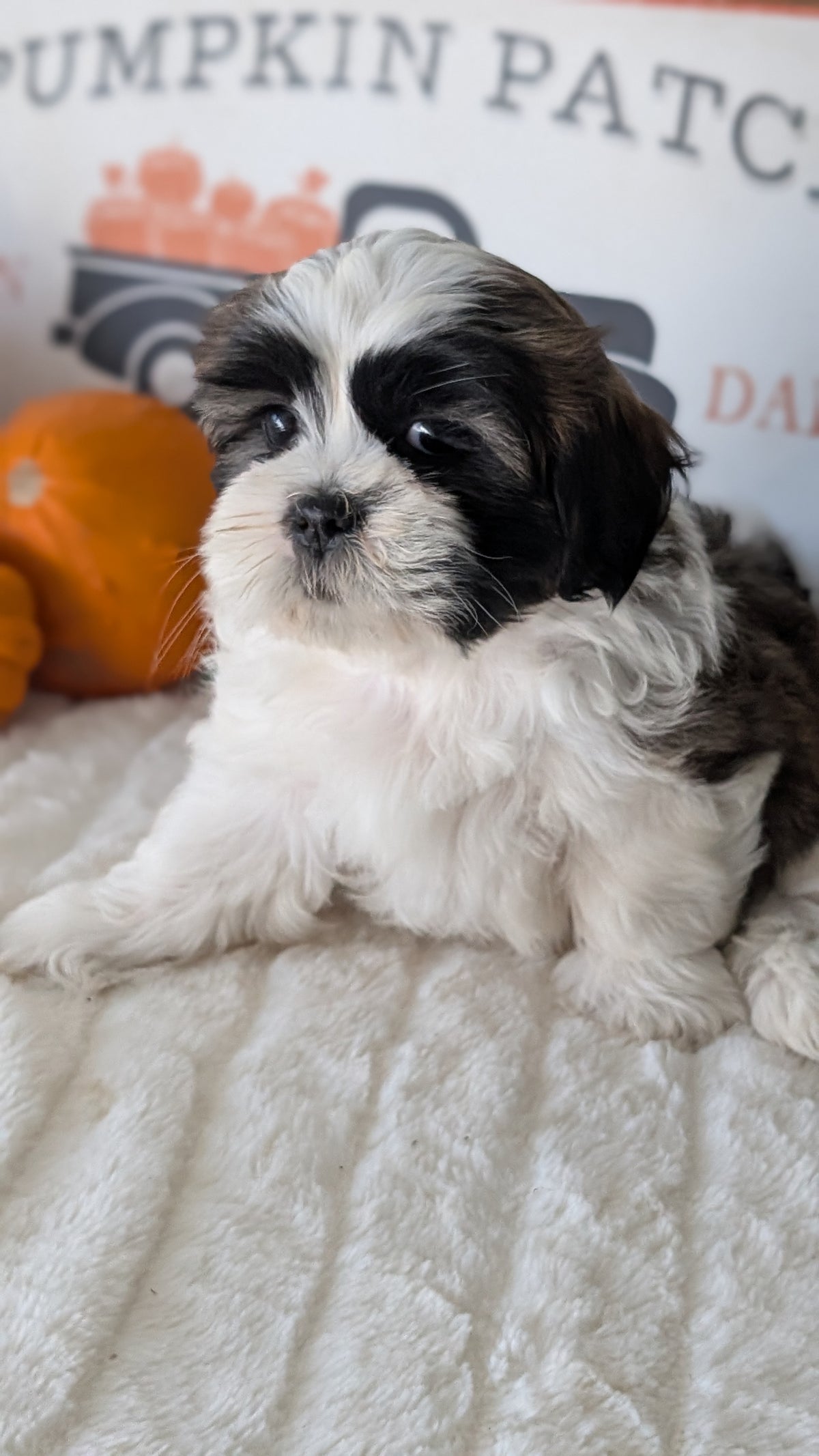 SHIH TZU (AUG 17) 2 FEMALES/3 MALES