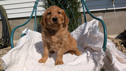 GOLDEN RETRIEVER (07/24) FEMALE