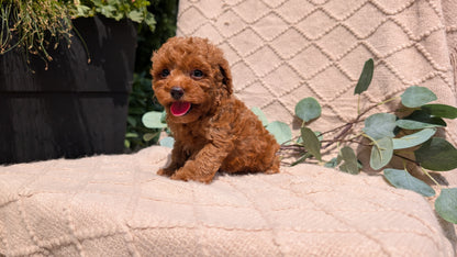 COCKAPOO (05/31) MALE