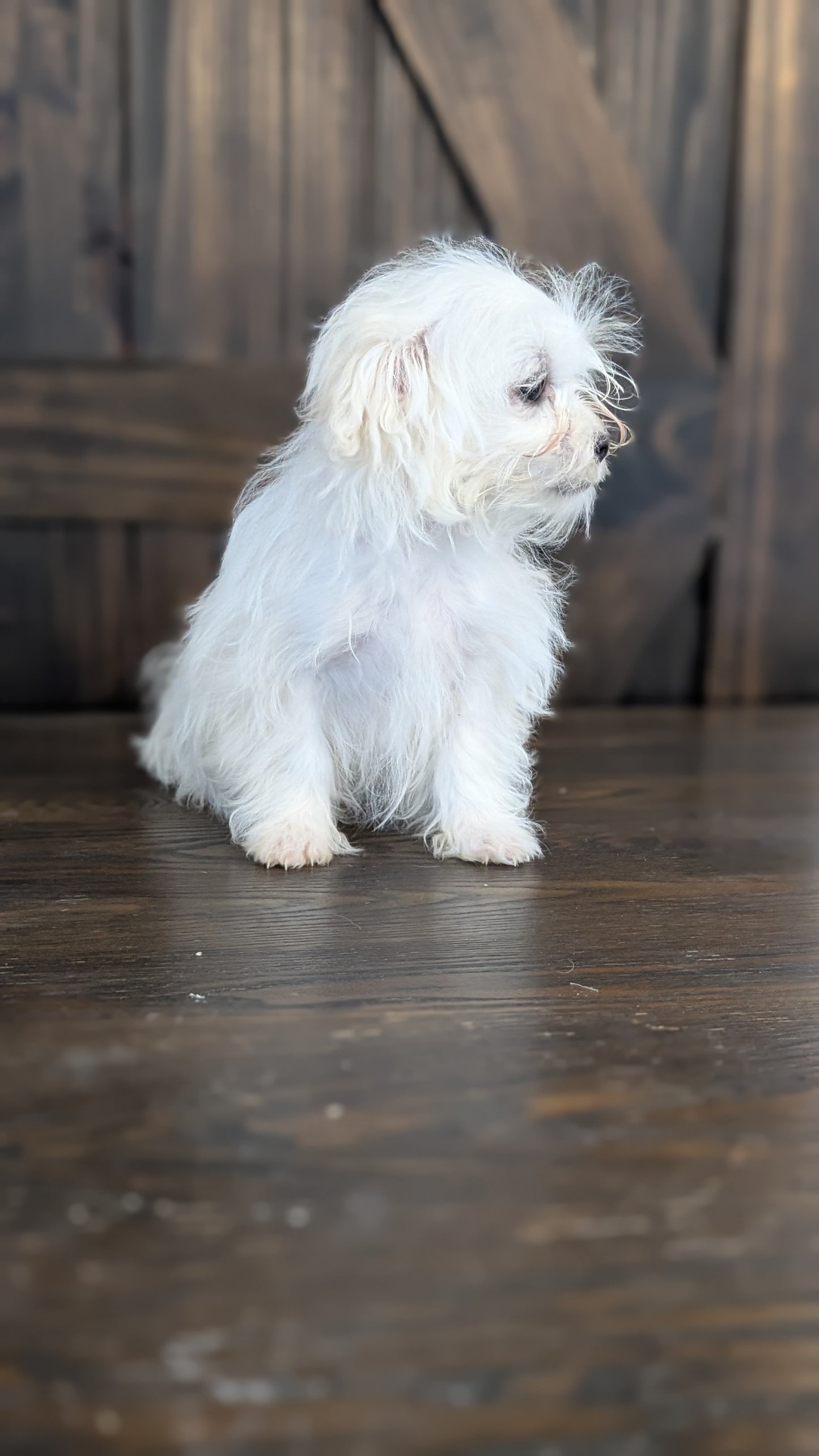 MALTESE (NOV 09) MALES