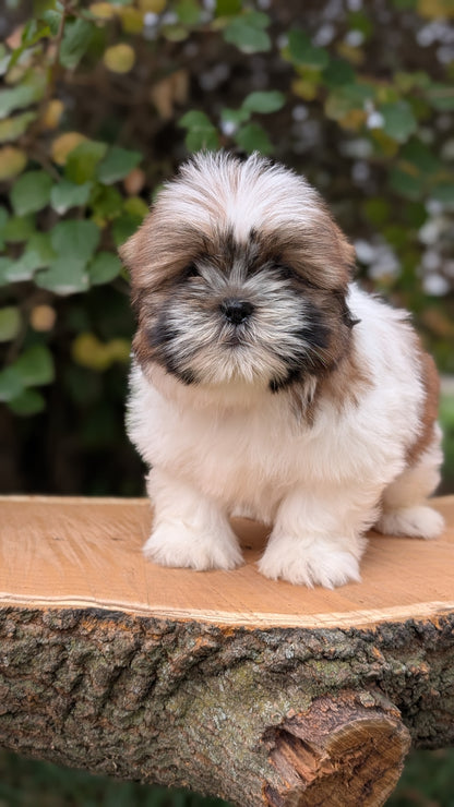 SHIH TZU (08/19) FEMALE