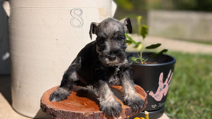 MINI SCHNAUZER (AUG 24) 8 FEMALES