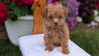 TOY POODLE (JUN 15) MALE