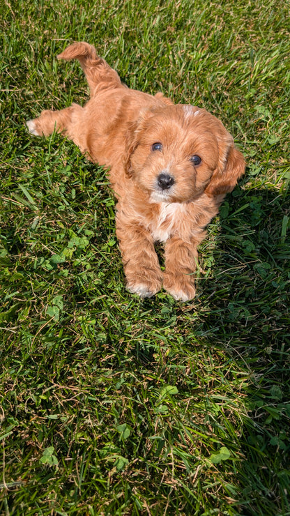 CAVAPOO (07/06) FEMALE