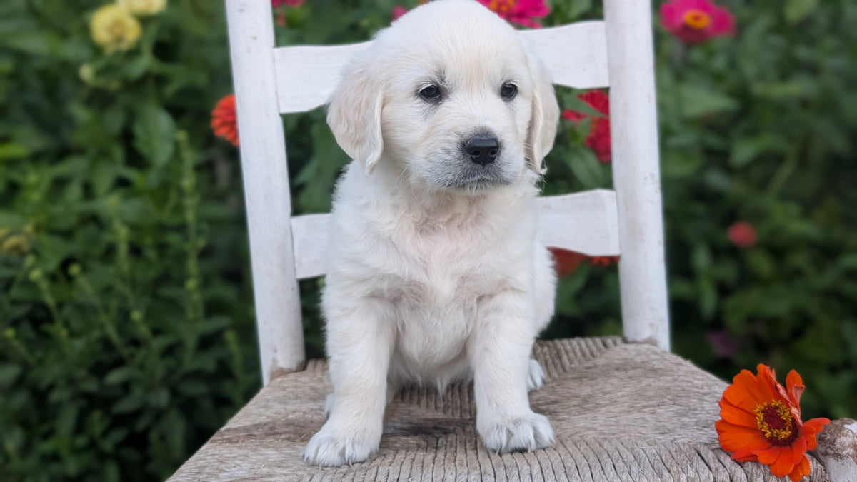 ENGLISH CREAM RETRIEVER (AUG 19) 3 MALES/4 FEMALES