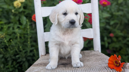 ENGLISH CREAM RETRIEVER (AUG 19) 3 MALES/4 FEMALES