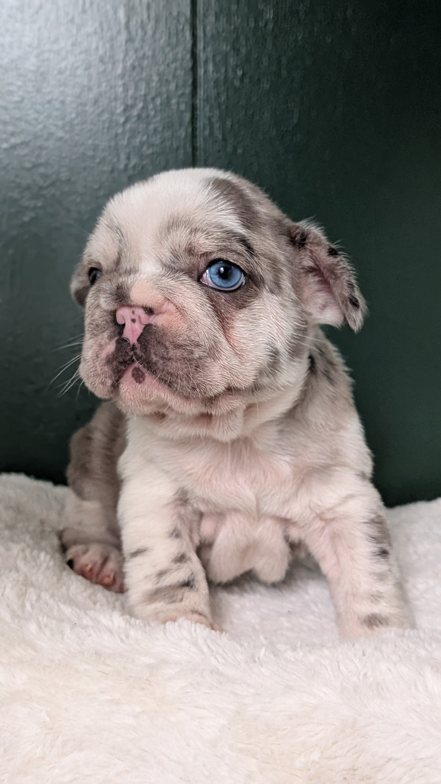 FRENCH BULLDOG (APR 03) FEMALE