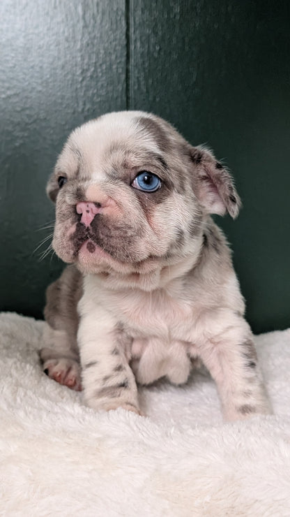 FRENCH BULLDOG (APR 03) FEMALE