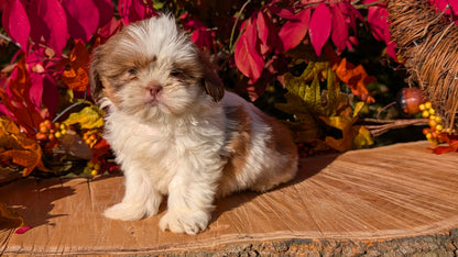 SHIH TZU (09/03) MALE