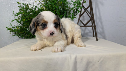 CAVAPOO (02/17) FEMALE