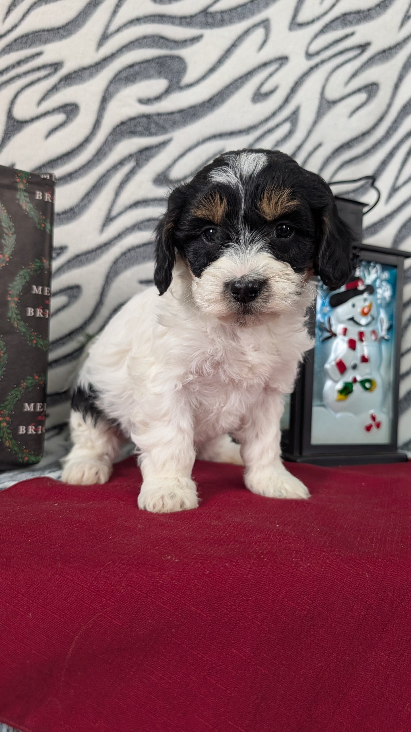 MINI LABRADOODLE (OCT 20) FEMALES
