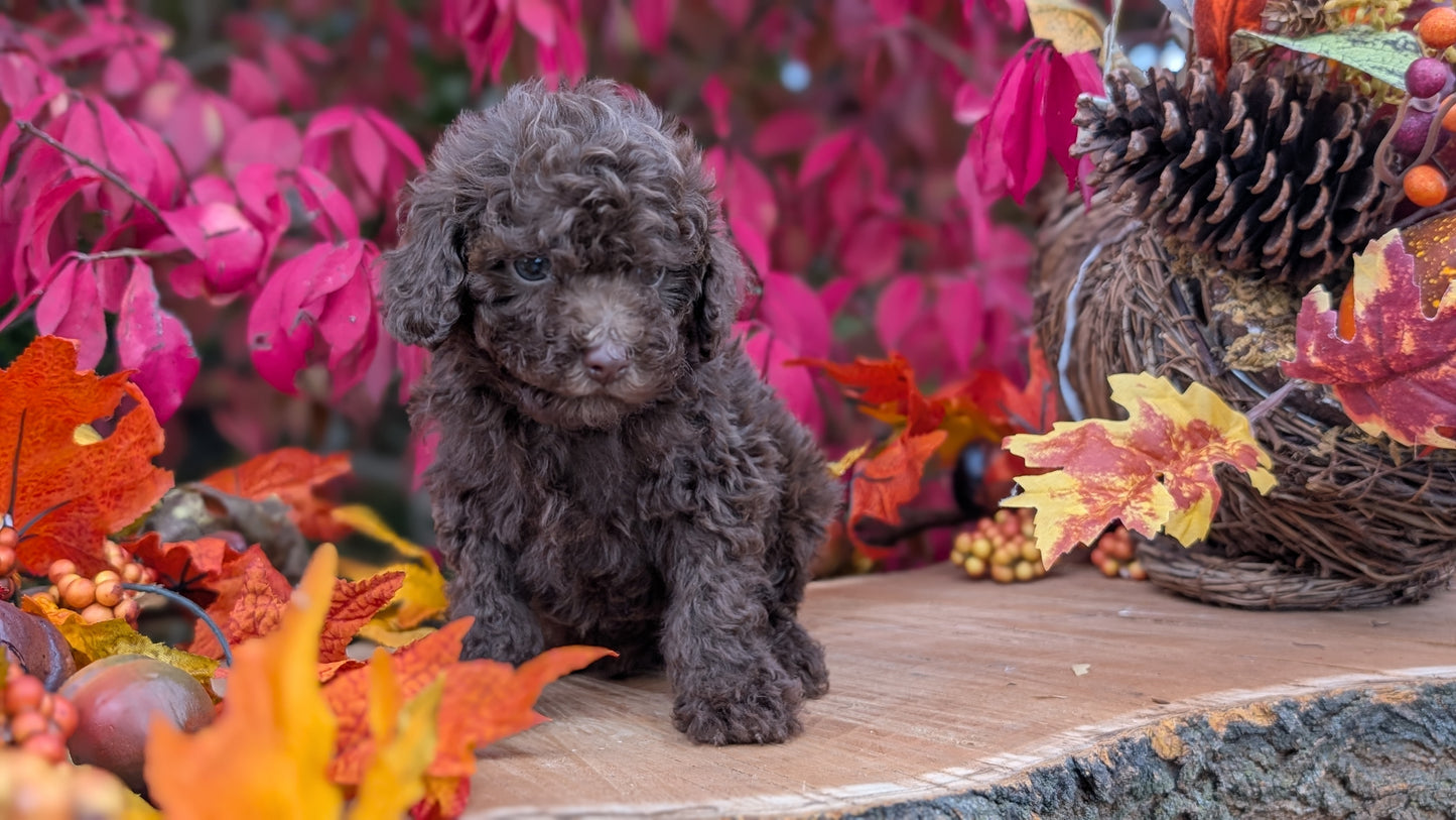 TOY POODLE (09/10) MALE