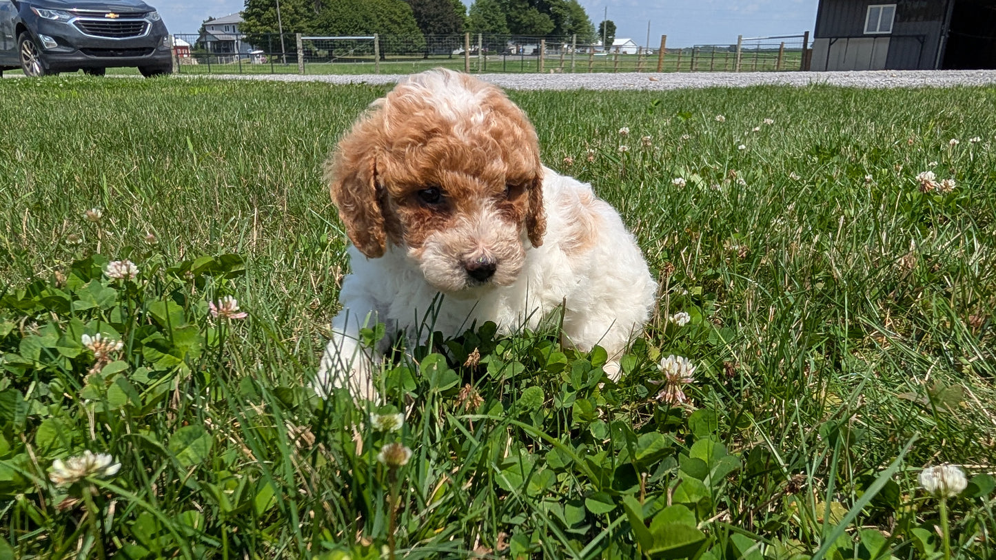 MINI POODLE (06/29) FEMALE