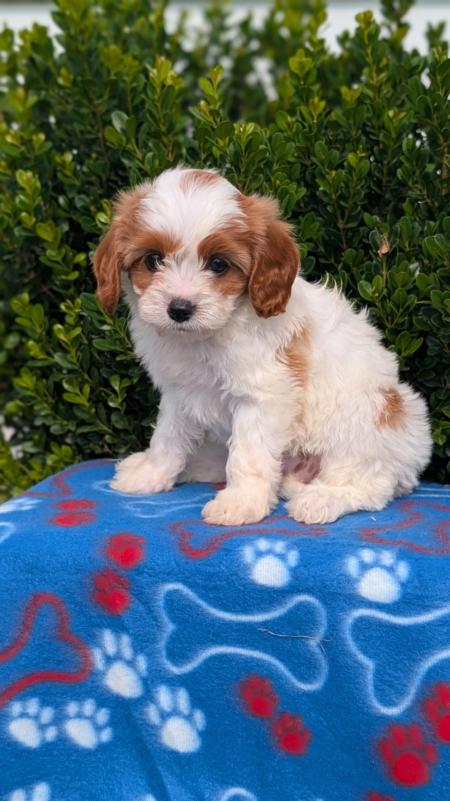 CAVAPOO (MAY 25) FEMALES