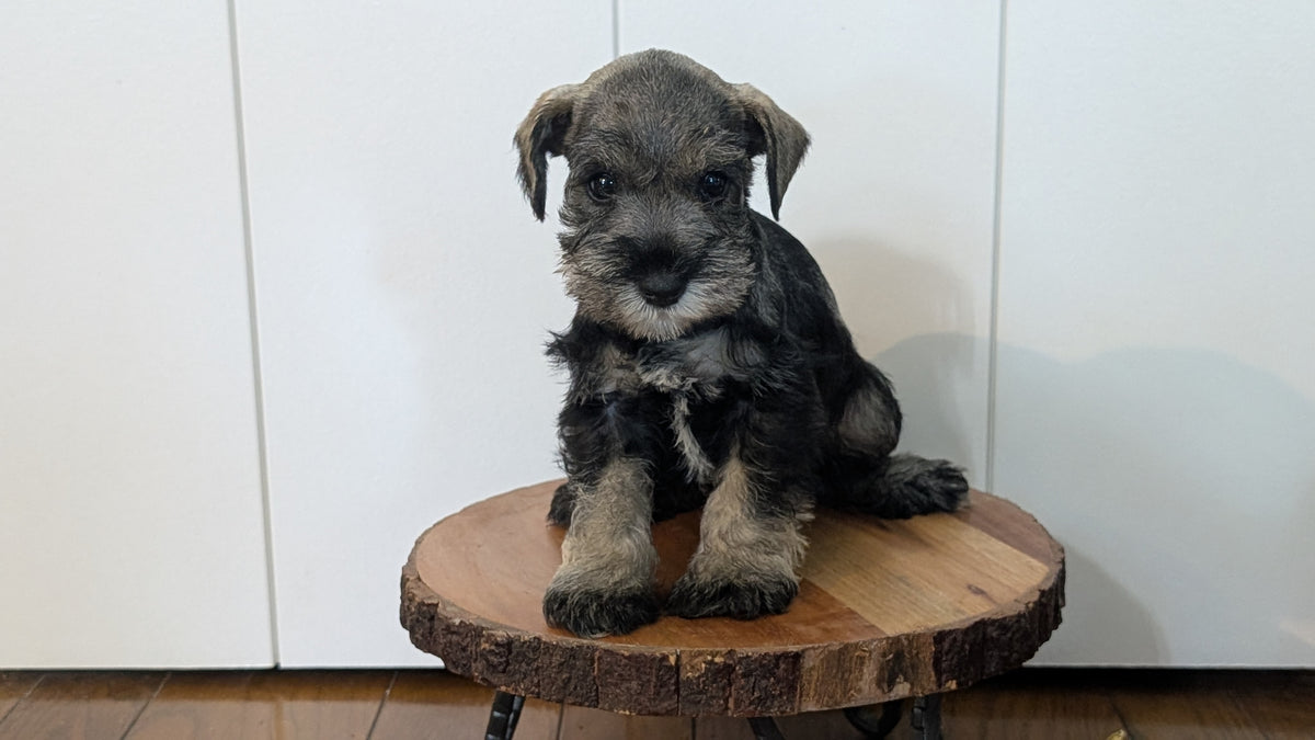 MINI SCHNAUZER (AUG 24) 8 FEMALES