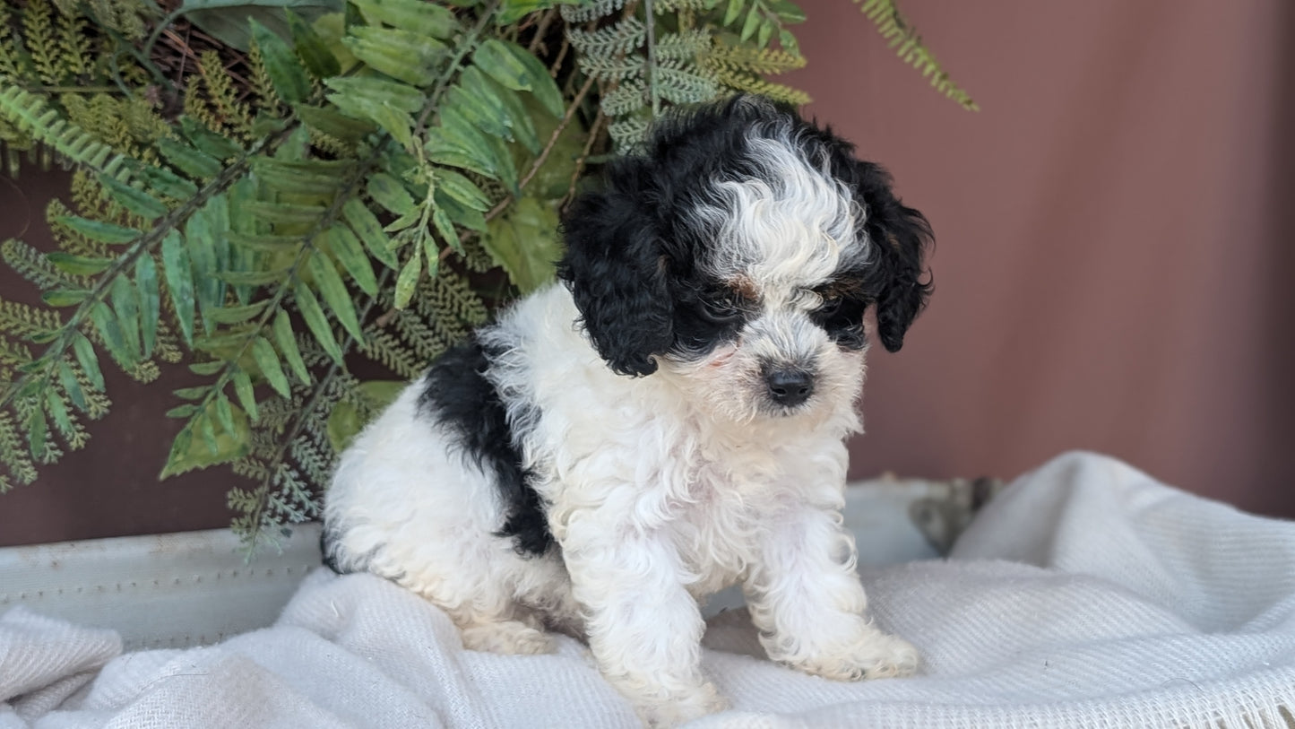 COCKAPOO (MAY 22) FEMALES