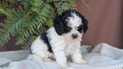 COCKAPOO (MAY 22) FEMALES