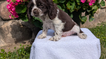 COCKER SPANIEL (07/16) MALE