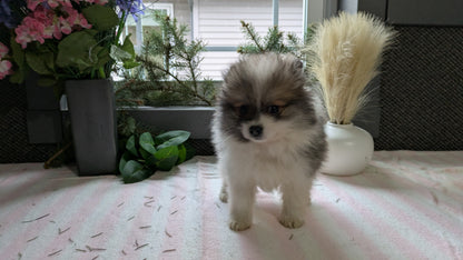 POMERANIAN (11/01) FEMALE