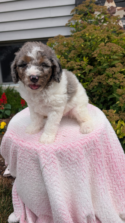 MINI POODLE (06/07) MALE