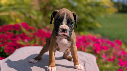 BOXER (08/20) FEMALE