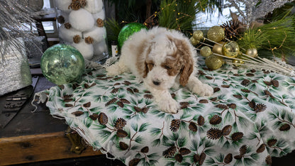 COCKAPOO (10/14) MALE