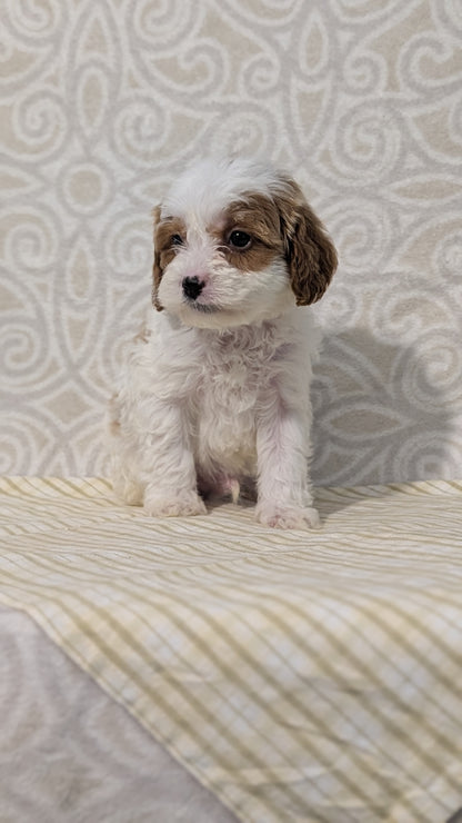 CAVAPOO (JAN 29) MALES