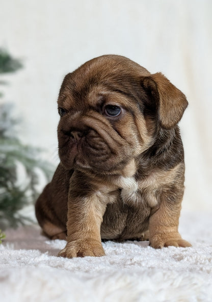 FRENCH BULLDOG (OCT 08) FEMALES
