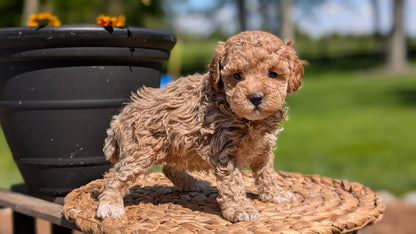 MINI POODLE (APR 03) FEMALES