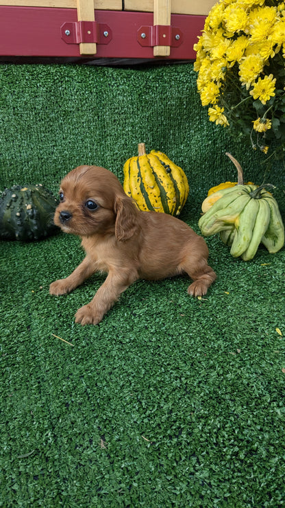CAVALIER (08/12) FEMALE