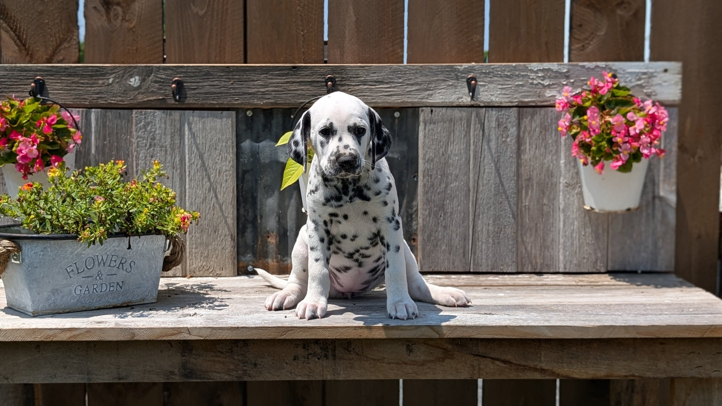 DALMATIAN (06/09) FEMALE