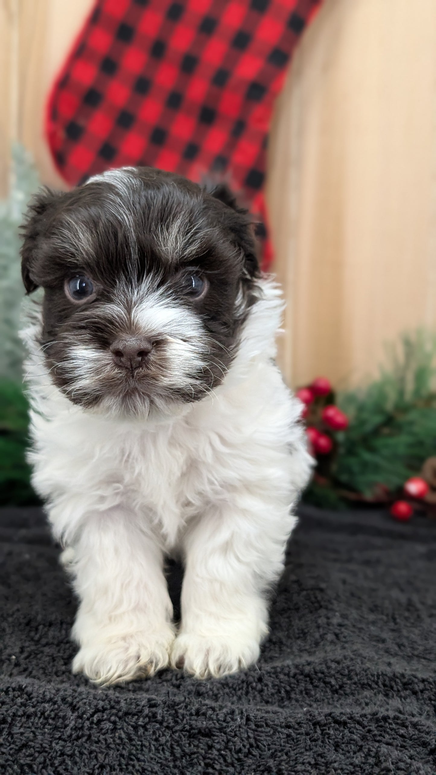 HAVANESE (OCT 25) MALES