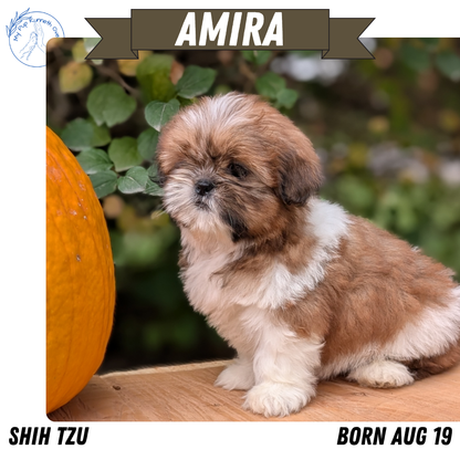 SHIH TZU (08/19) FEMALE