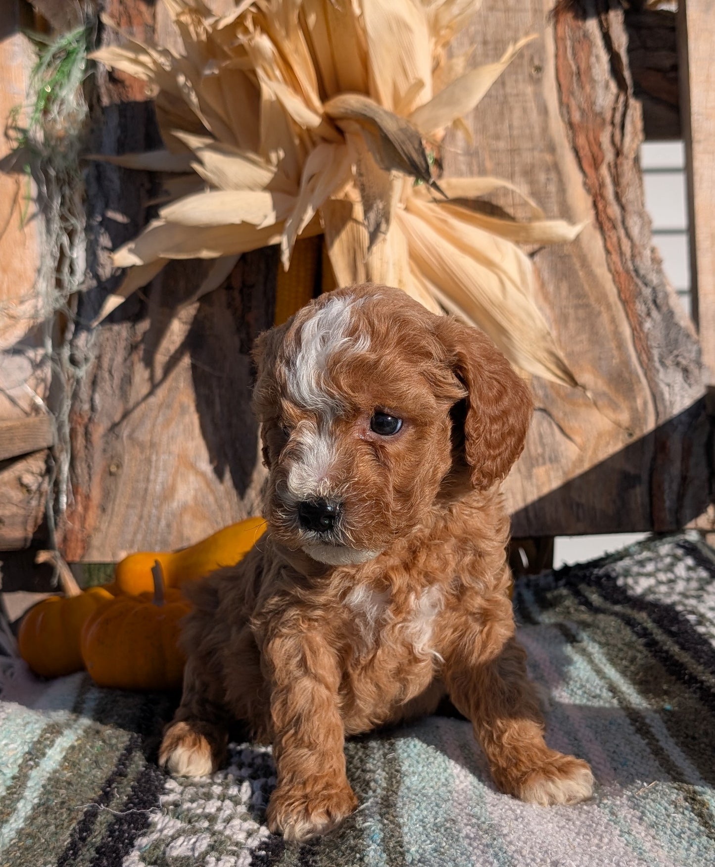 CAVAPOO (OCT 02) MALES