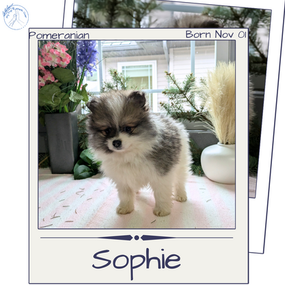 POMERANIAN (11/01) FEMALE