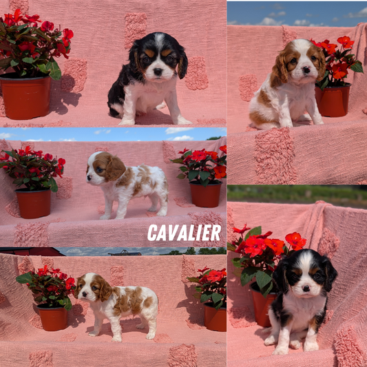 CAVALIER (05/06) MALE