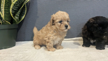 SHIH-POO (06/25) FEMALE