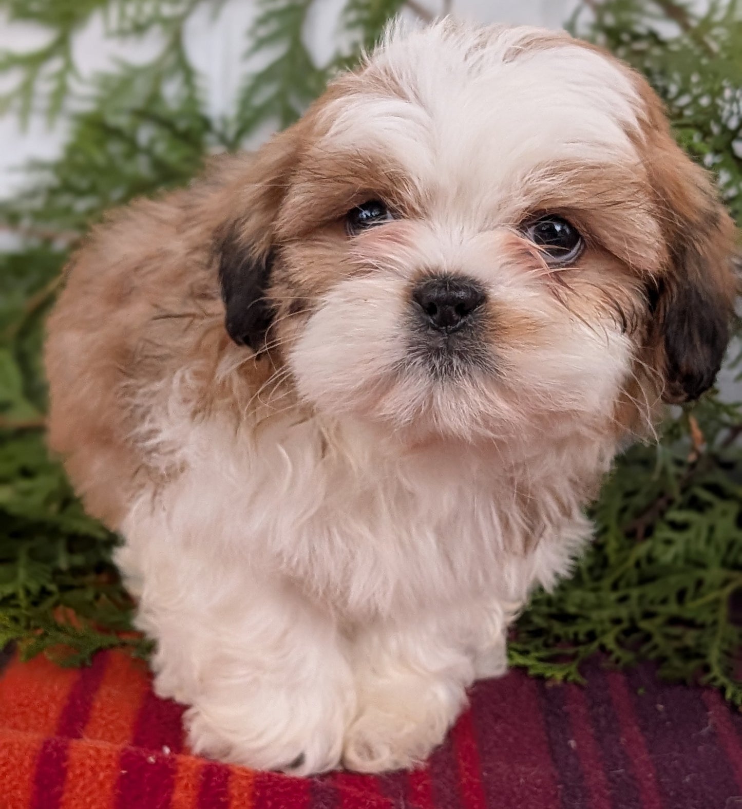 SHIH TZU (SEP 30) MALES