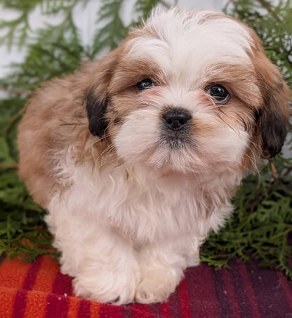 SHIH TZU (SEP 30) MALES