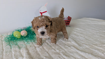 MINI GOLDENDOODLE (02/28) FEMALE
