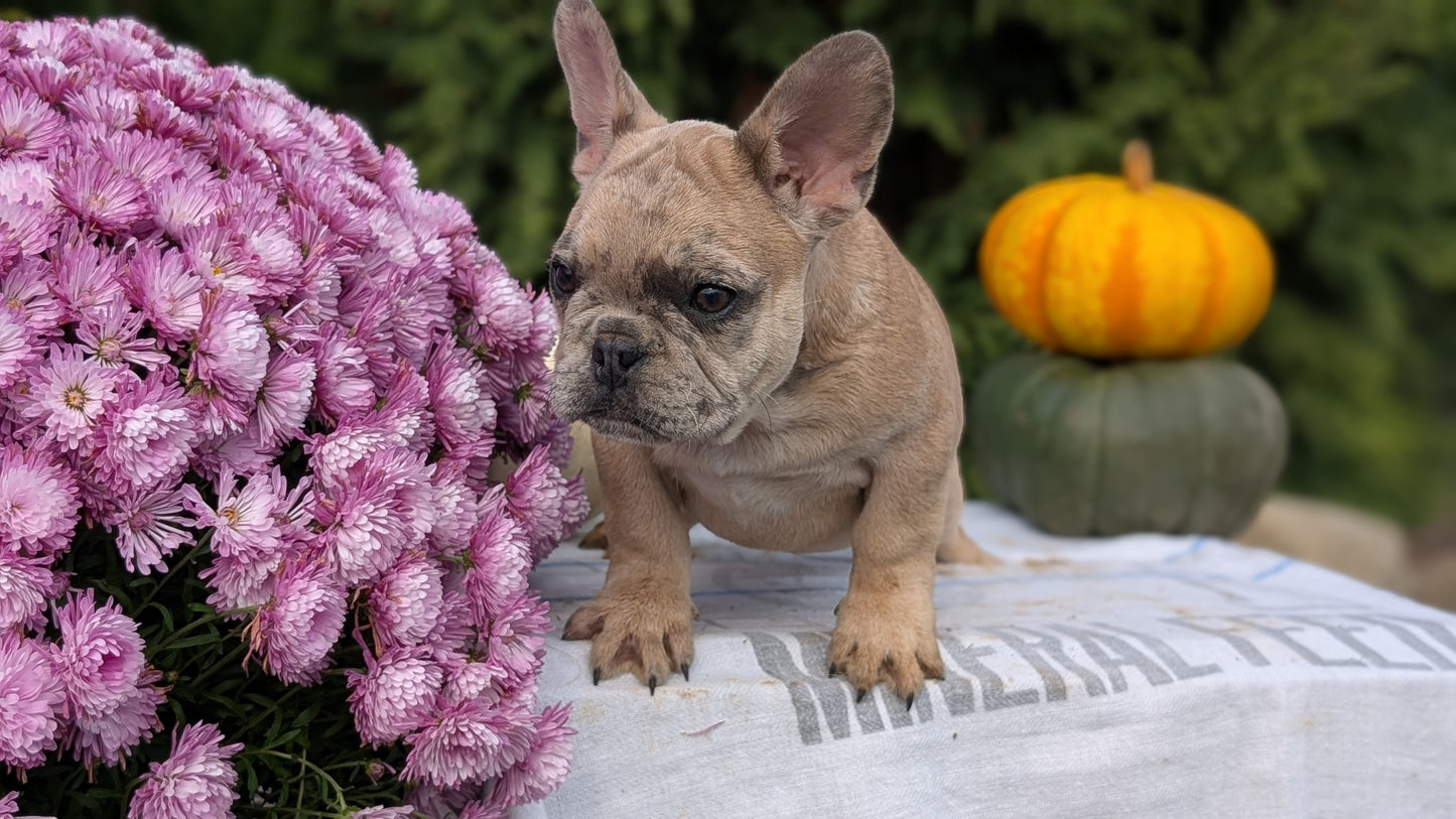 FRENCH BULLDOG (07/15) MALE
