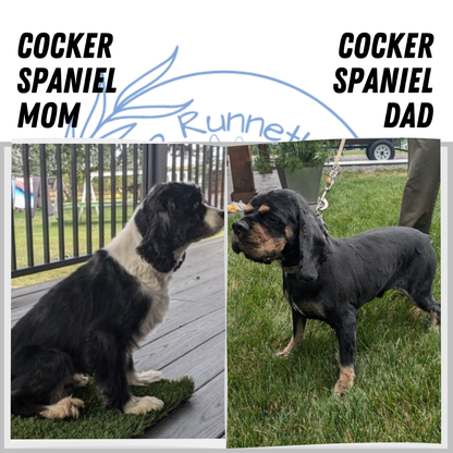 COCKER SPANIEL (12/03) MALE