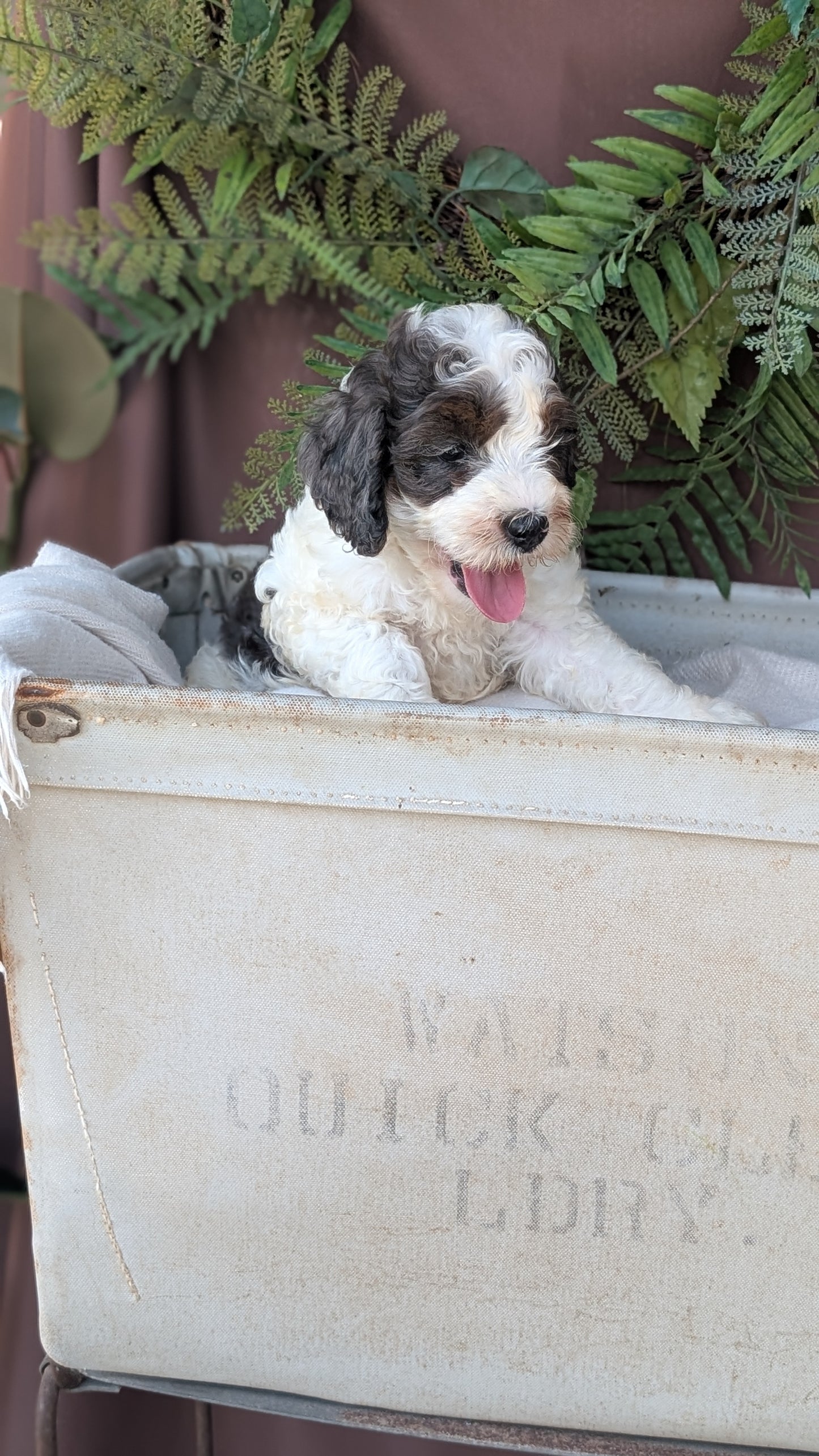 COCKAPOO (MAY 22) MALES