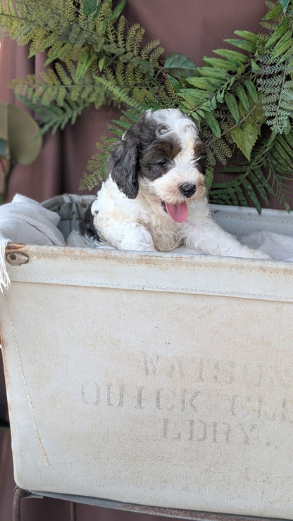 COCKAPOO (MAY 22) MALES