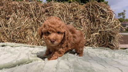 MINI POODLE (03/18) MALE