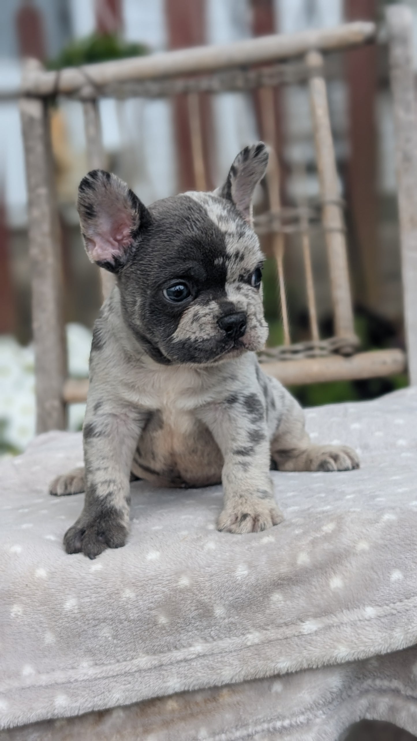 FRENCH BULLDOG (05/20) MALE
