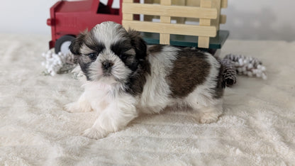 SHIH TZU (DEC 03) FEMALE