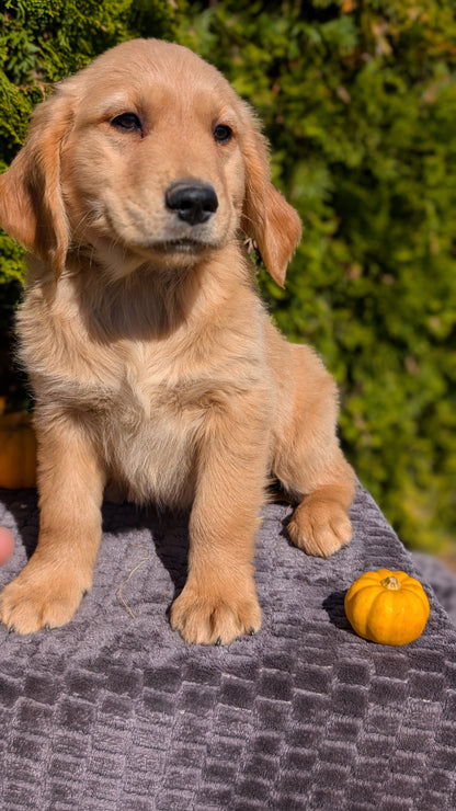 GOLDEN RETRIEVER (08/14) MALE